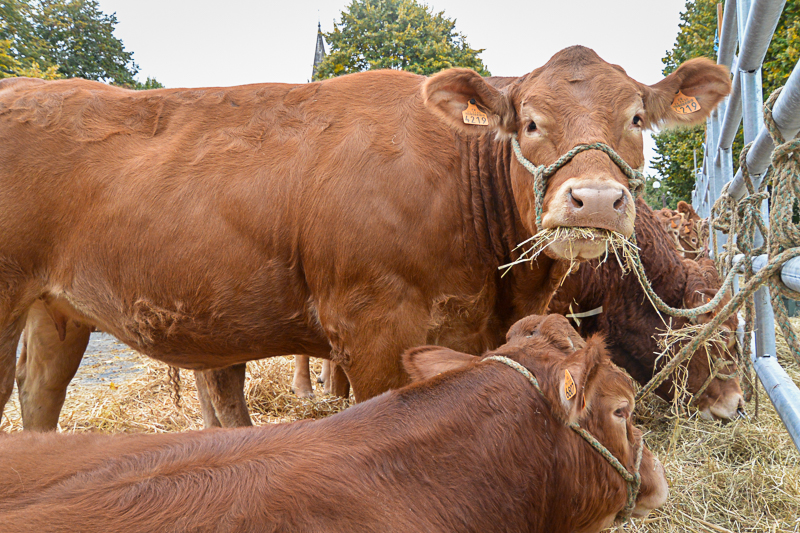 Photo de Comice agricole