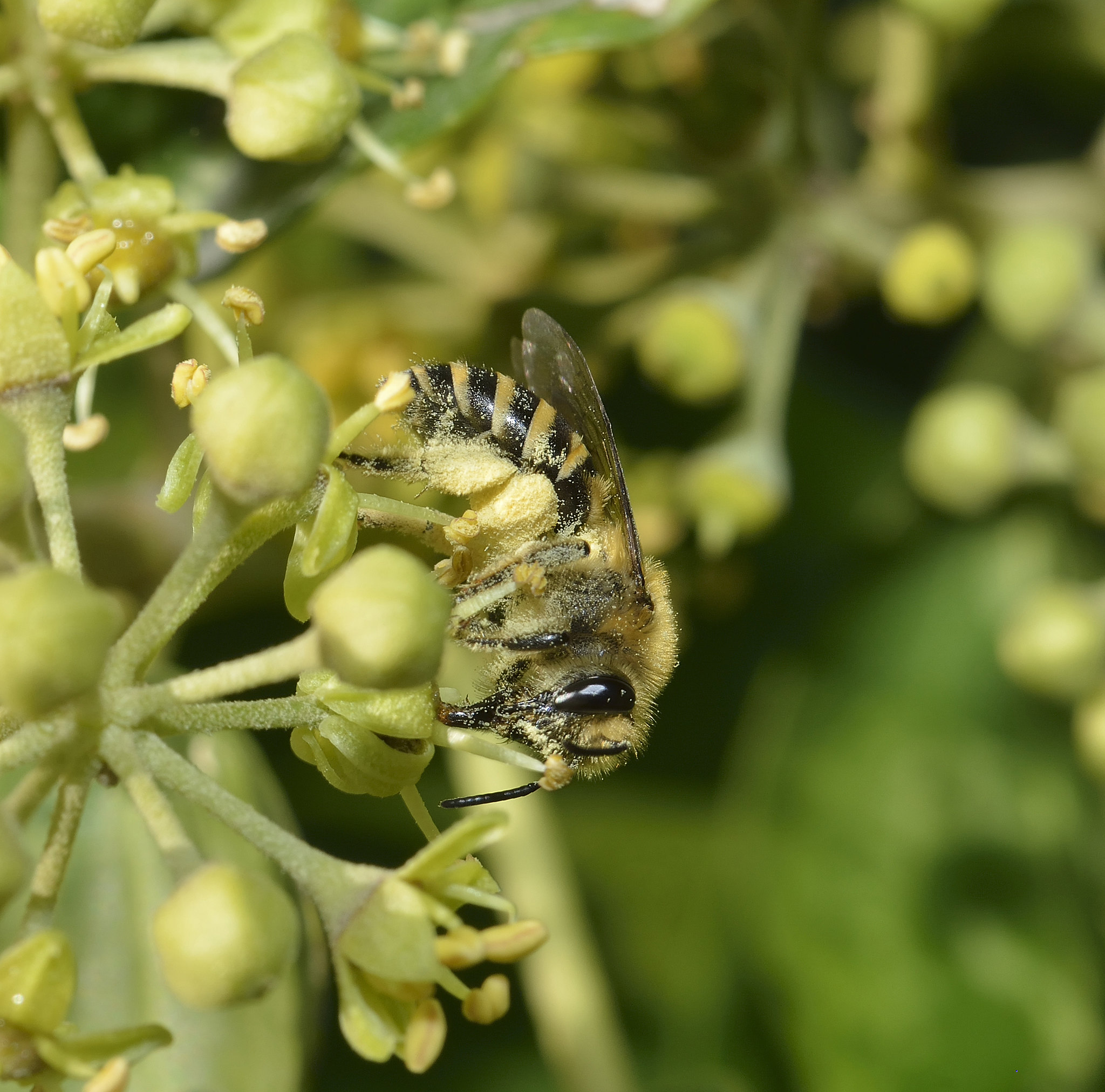 Photo de Grand jeu à la découverte des pollinisateurs !
